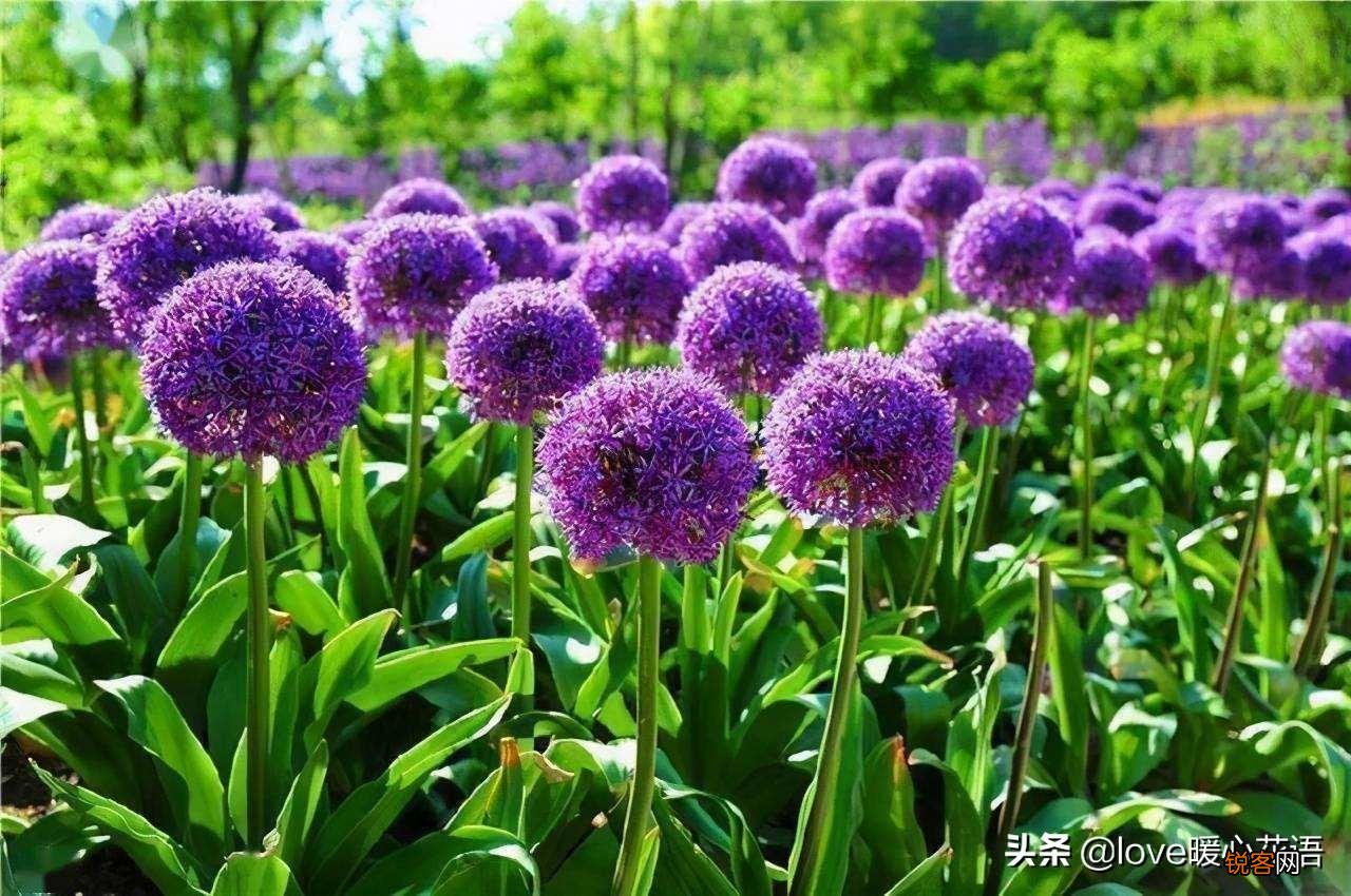 盘点130种紫色的花 你喜欢哪一款呢