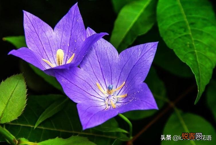 盘点130种紫色的花 你喜欢哪一款呢