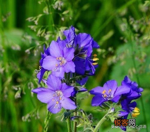盘点130种紫色的花 你喜欢哪一款呢