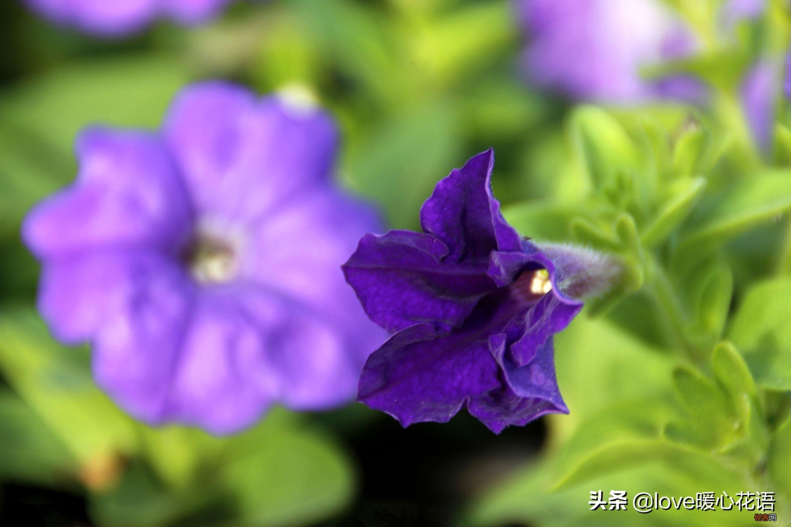 盘点130种紫色的花 你喜欢哪一款呢
