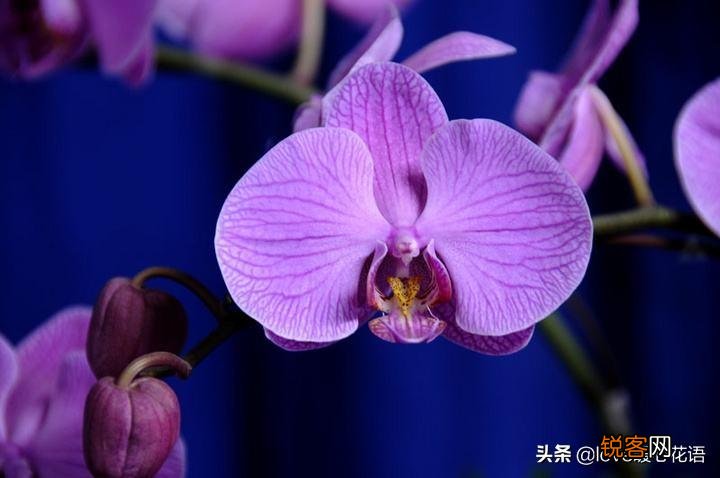 盘点130种紫色的花 你喜欢哪一款呢