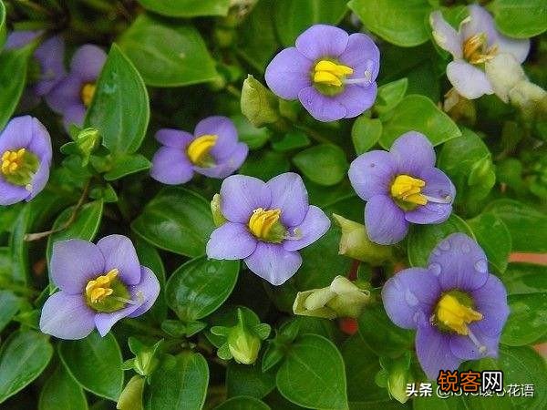 盘点130种紫色的花 你喜欢哪一款呢