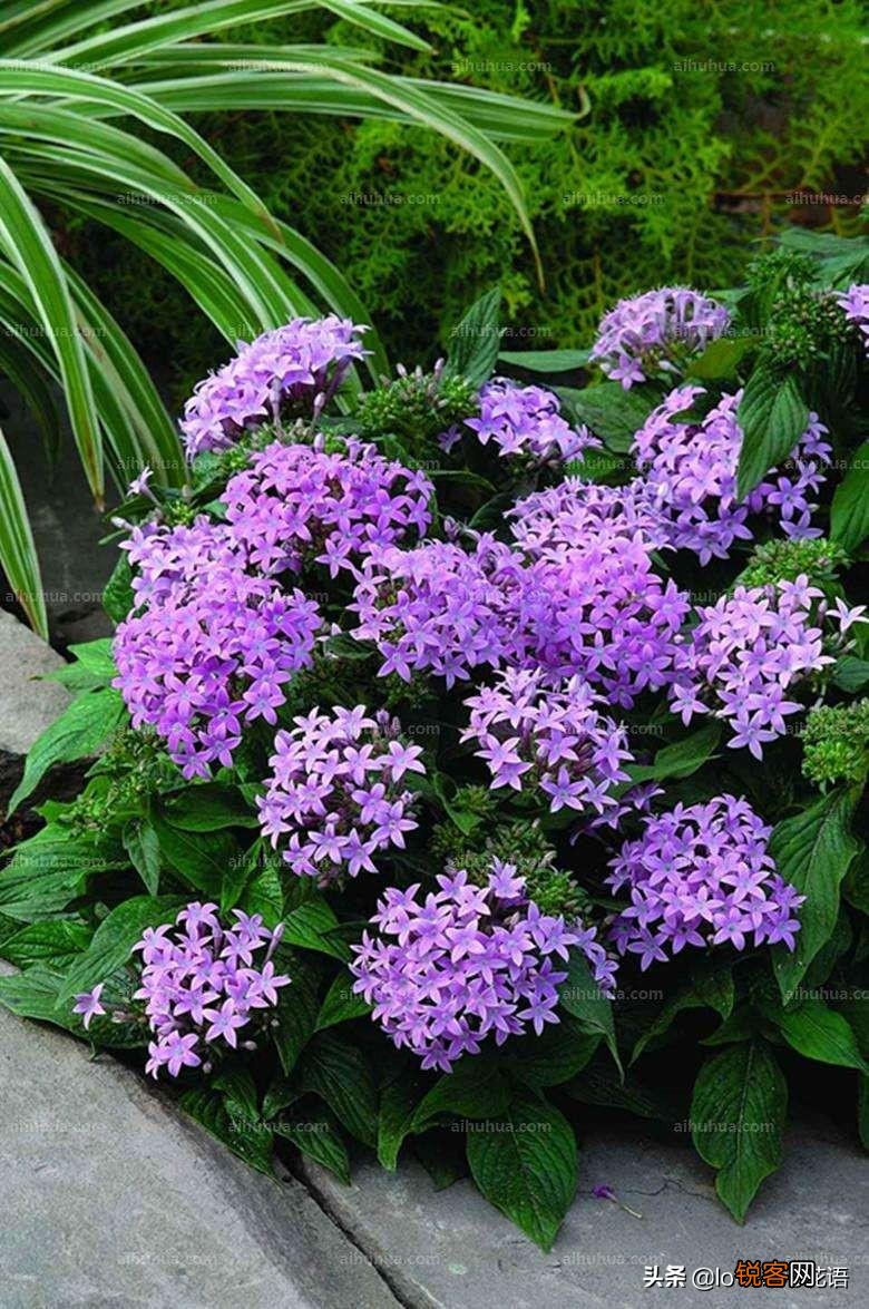 盘点130种紫色的花 你喜欢哪一款呢