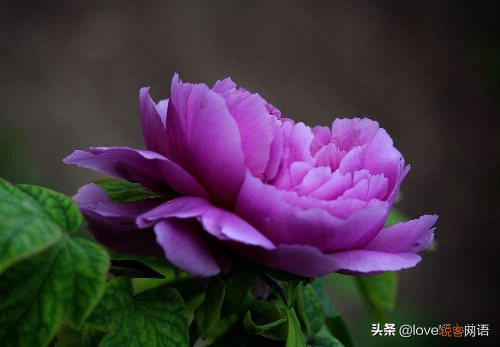 盘点130种紫色的花 你喜欢哪一款呢