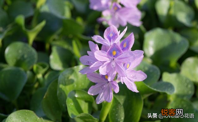盘点130种紫色的花 你喜欢哪一款呢