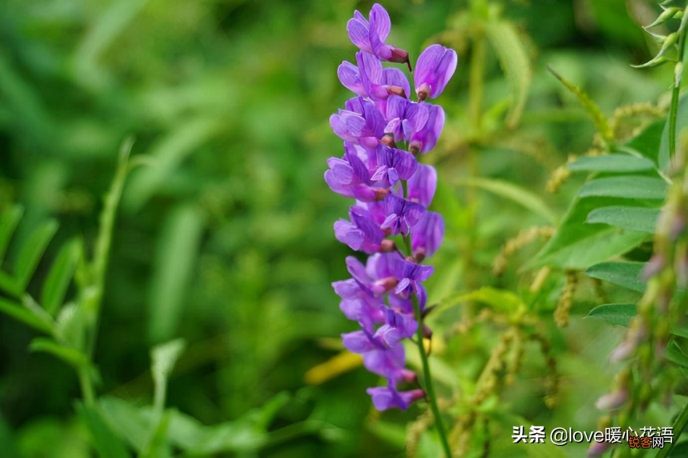 盘点130种紫色的花 你喜欢哪一款呢