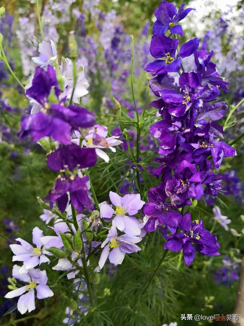 盘点130种紫色的花 你喜欢哪一款呢