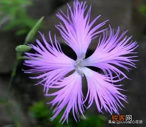 盘点130种紫色的花 你喜欢哪一款呢