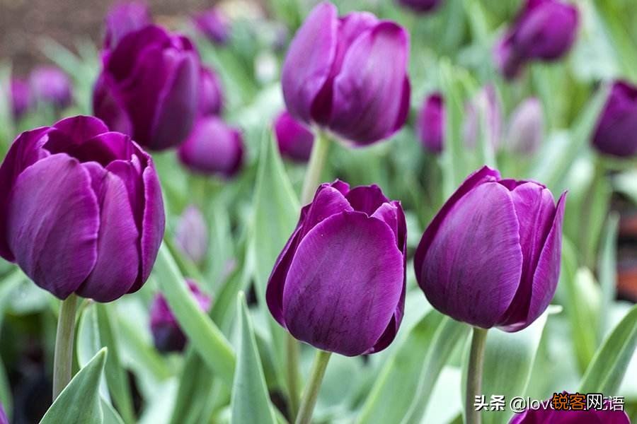 盘点130种紫色的花 你喜欢哪一款呢