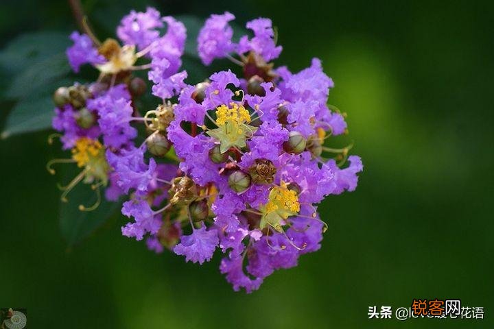 盘点130种紫色的花 你喜欢哪一款呢