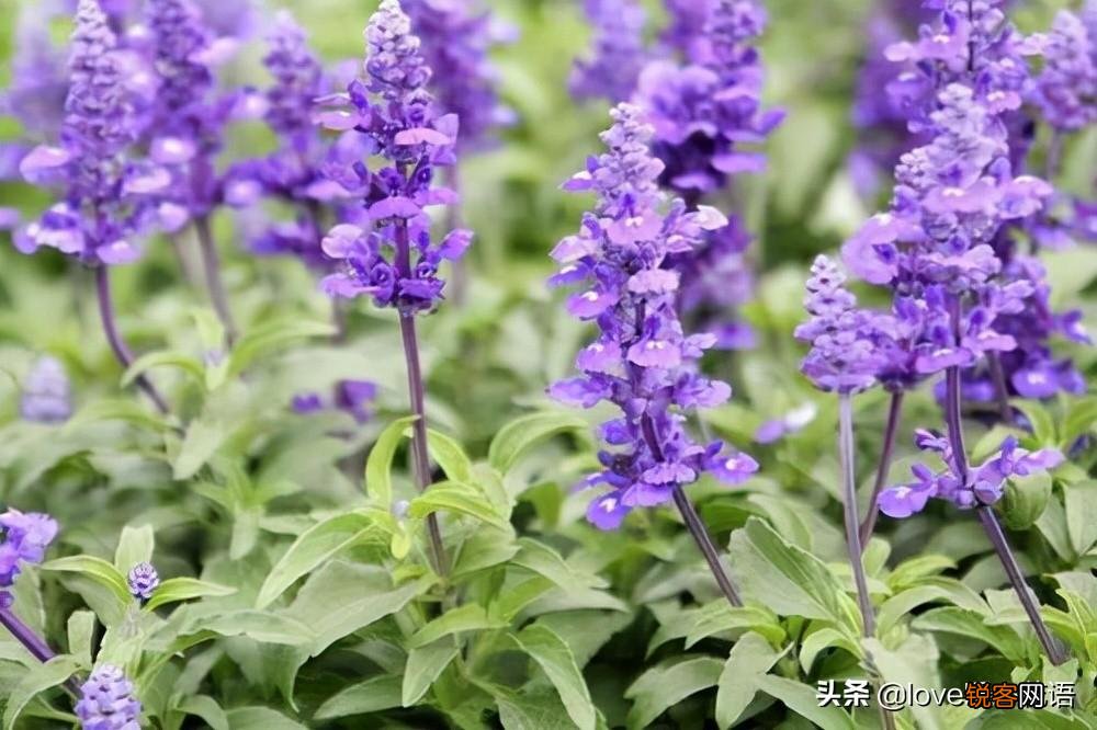 盘点130种紫色的花 你喜欢哪一款呢