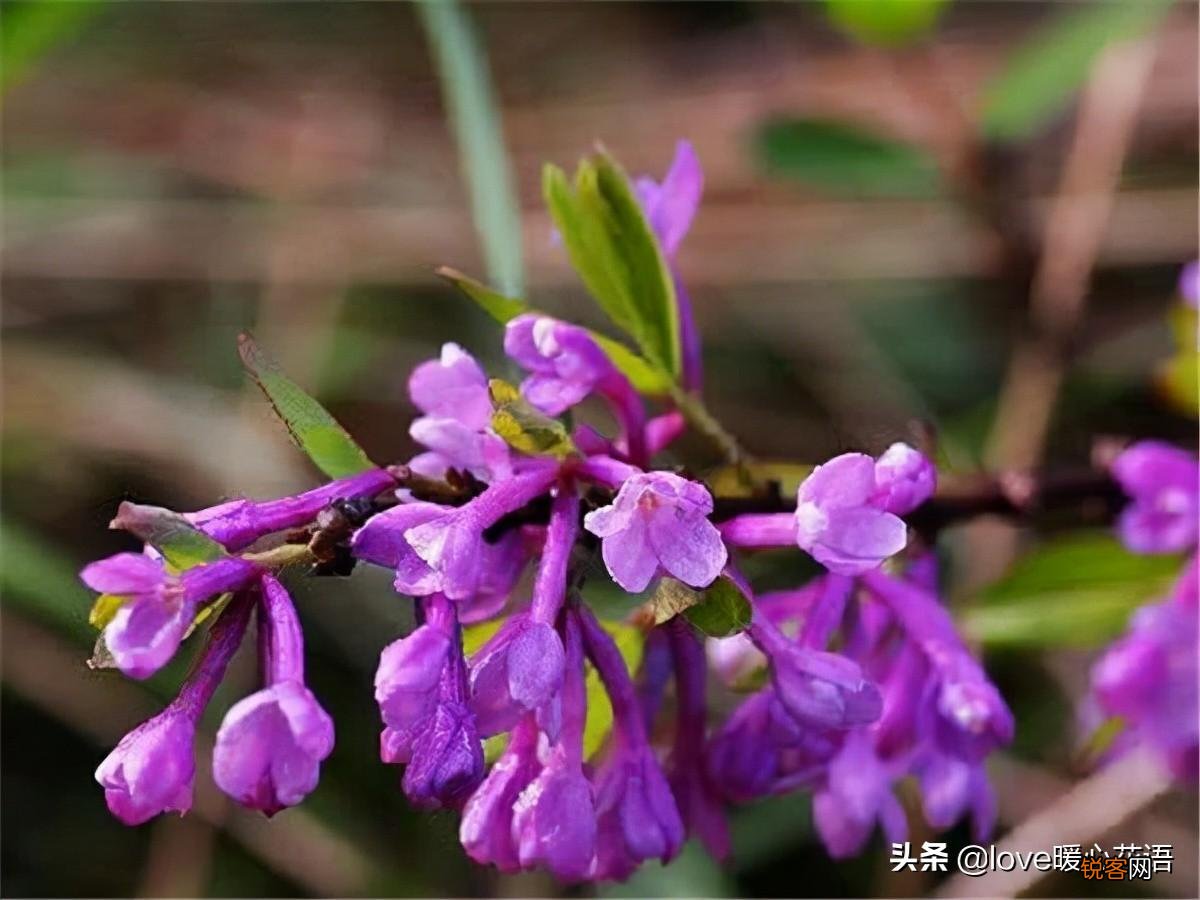 盘点130种紫色的花 你喜欢哪一款呢