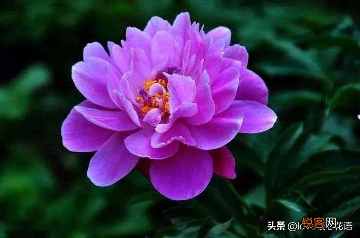 盘点130种紫色的花 你喜欢哪一款呢
