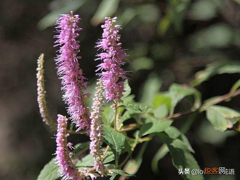 盘点130种紫色的花 你喜欢哪一款呢