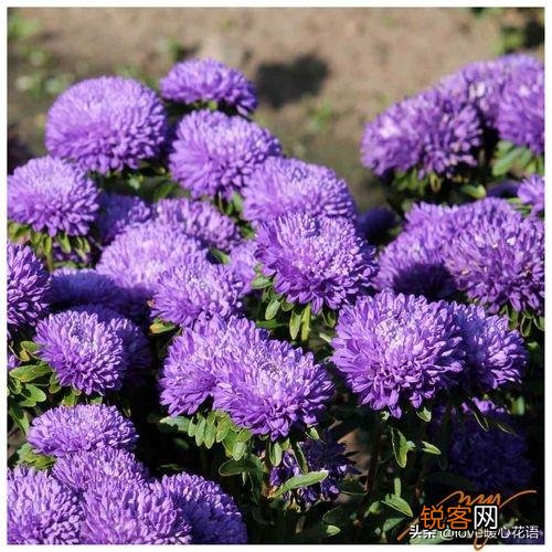 盘点130种紫色的花 你喜欢哪一款呢