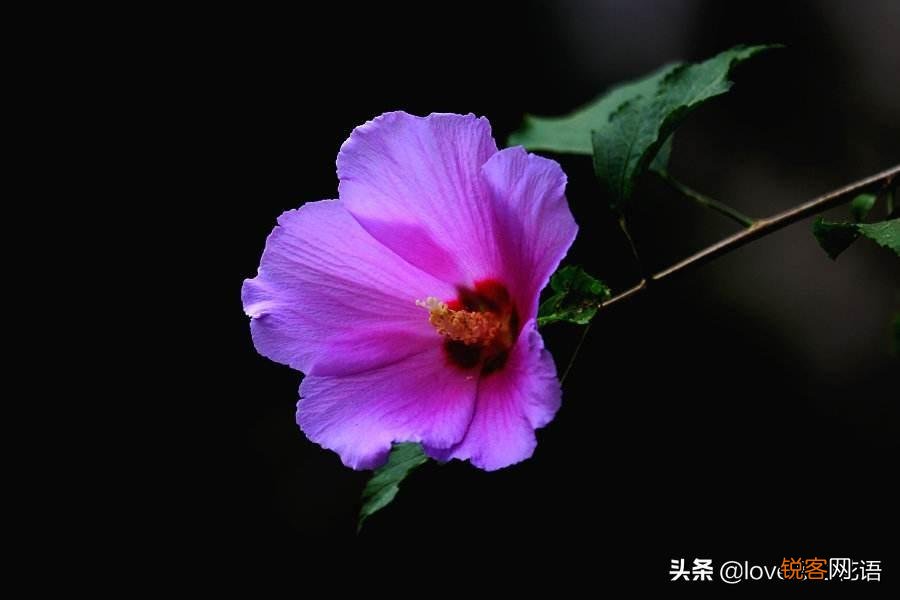 盘点130种紫色的花 你喜欢哪一款呢
