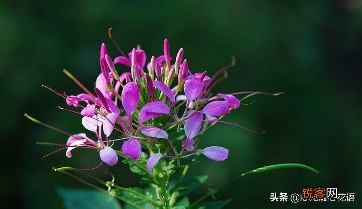 盘点130种紫色的花 你喜欢哪一款呢