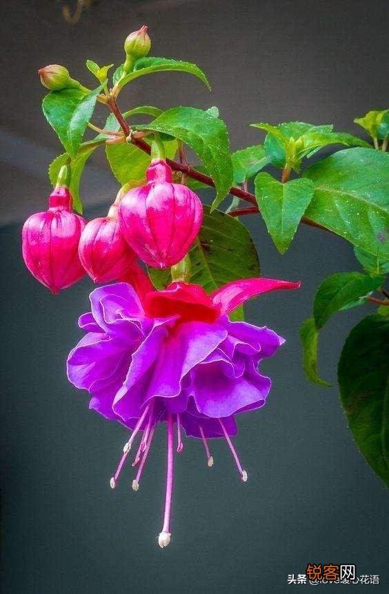 盘点130种紫色的花 你喜欢哪一款呢