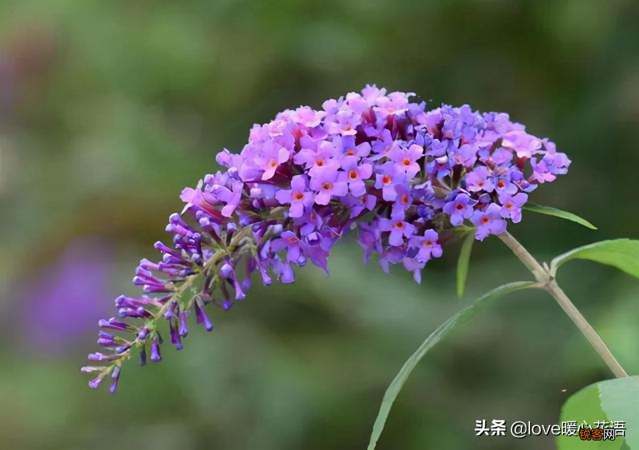 盘点130种紫色的花 你喜欢哪一款呢
