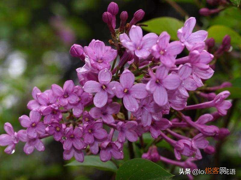 盘点130种紫色的花 你喜欢哪一款呢