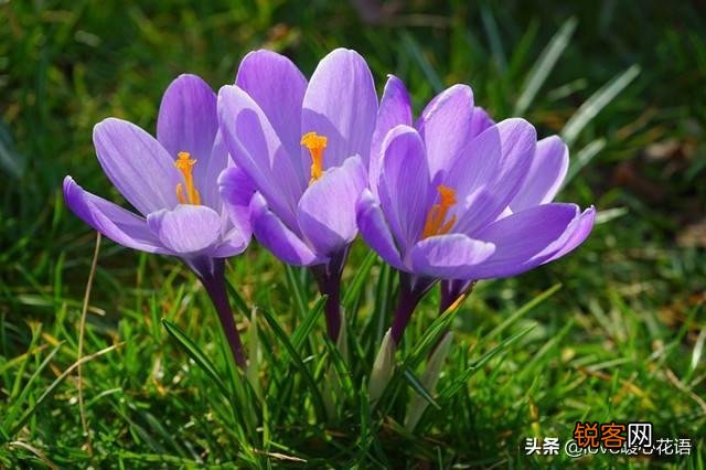盘点130种紫色的花 你喜欢哪一款呢