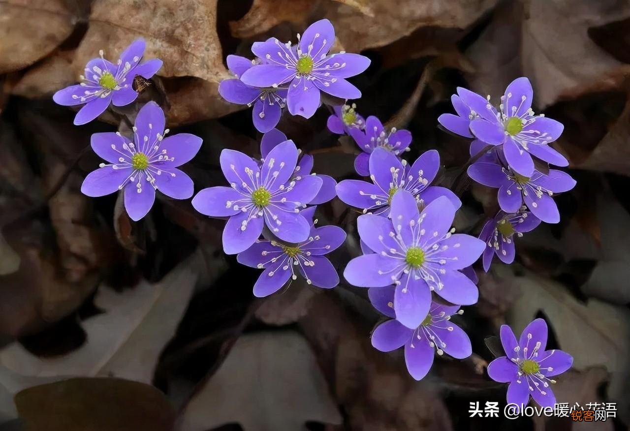 盘点130种紫色的花 你喜欢哪一款呢