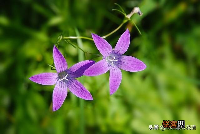 盘点130种紫色的花 你喜欢哪一款呢