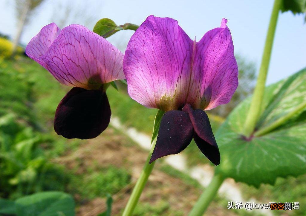 盘点130种紫色的花 你喜欢哪一款呢