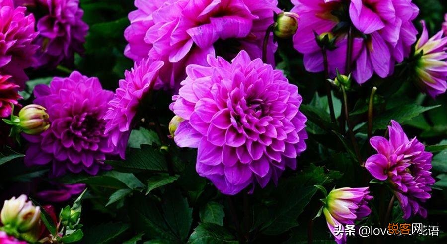 盘点130种紫色的花 你喜欢哪一款呢