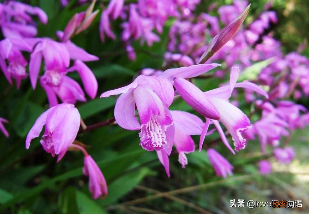 盘点130种紫色的花 你喜欢哪一款呢