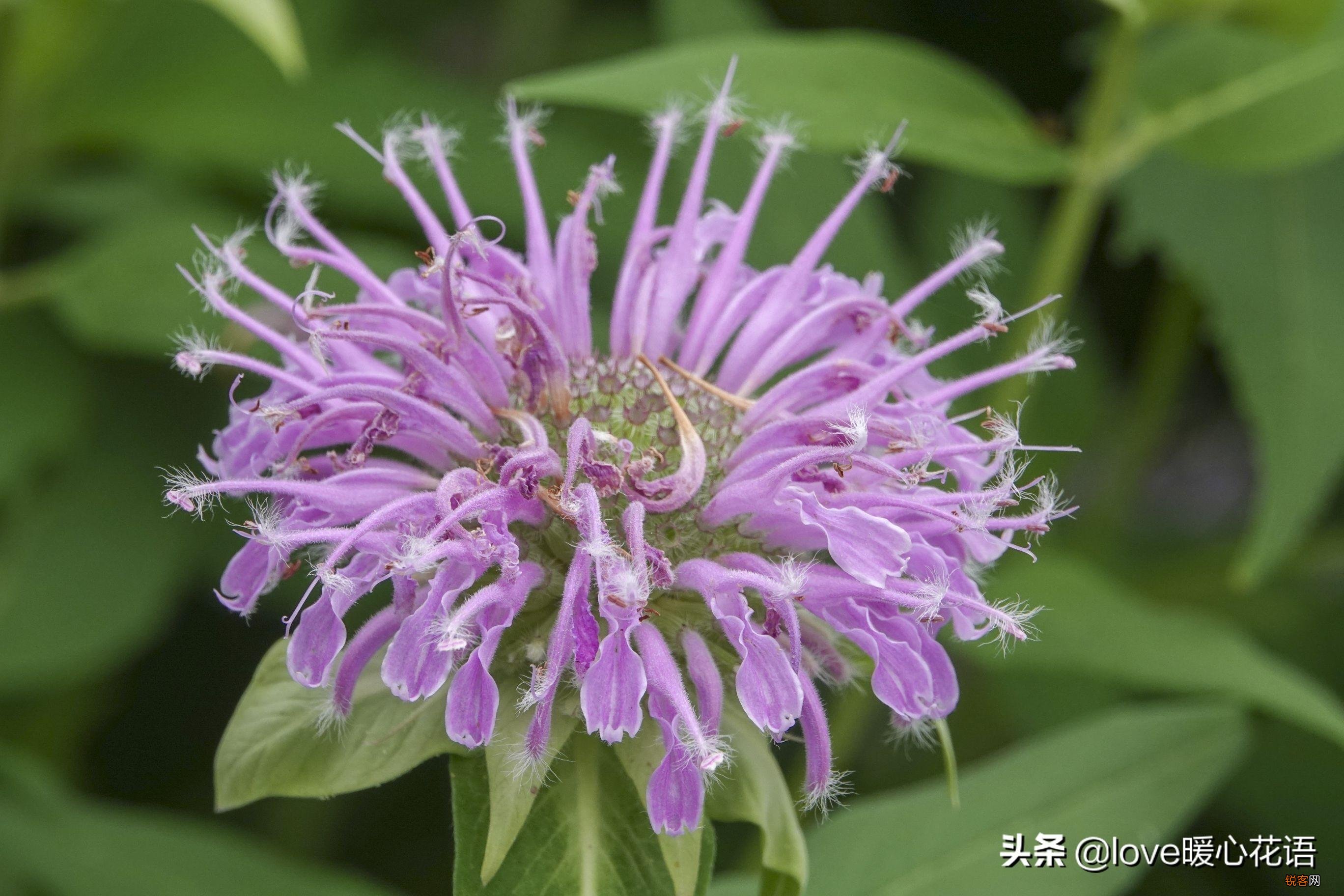盘点130种紫色的花 你喜欢哪一款呢