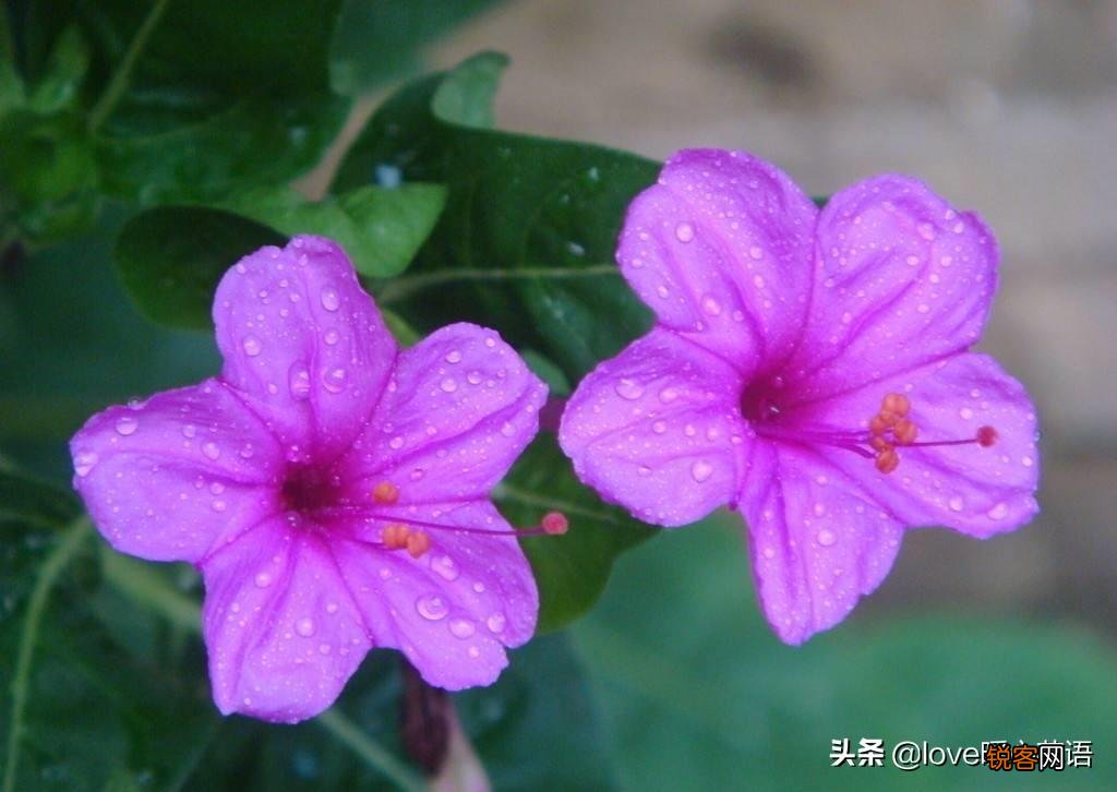 盘点130种紫色的花 你喜欢哪一款呢