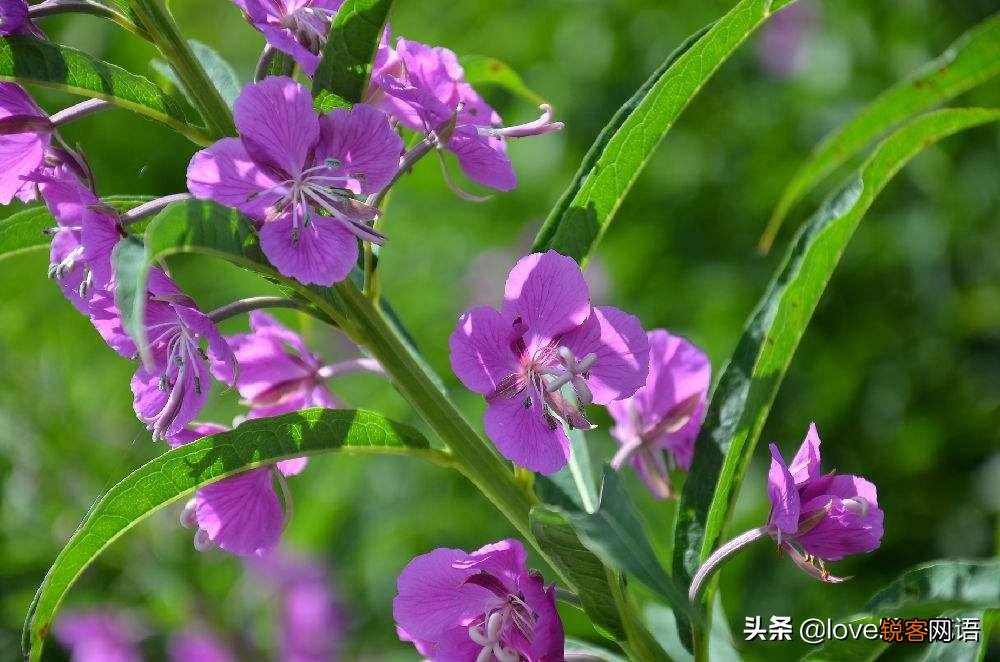 盘点130种紫色的花 你喜欢哪一款呢