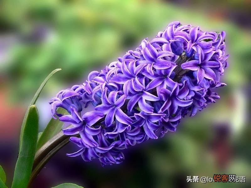 盘点130种紫色的花 你喜欢哪一款呢