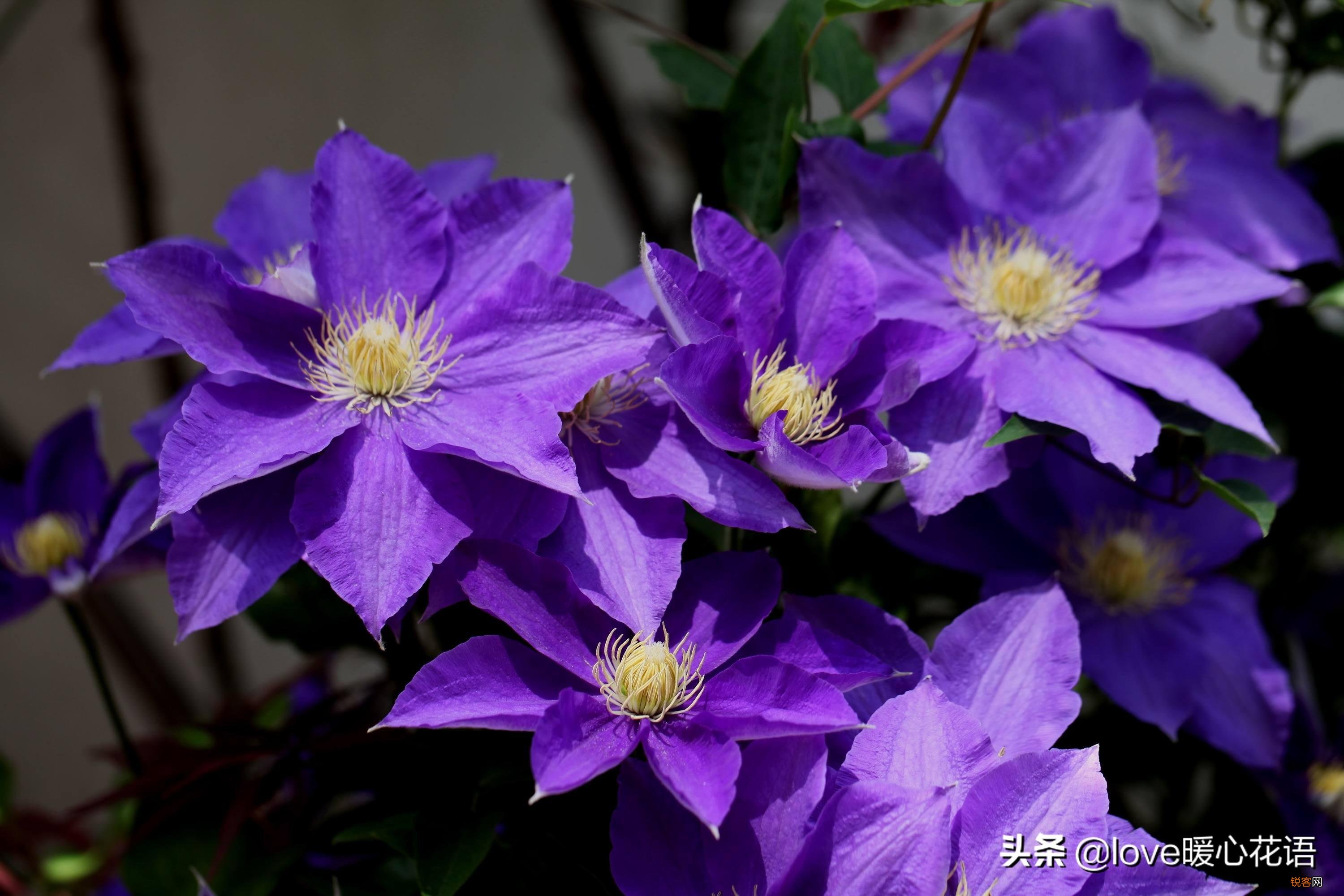 盘点130种紫色的花 你喜欢哪一款呢