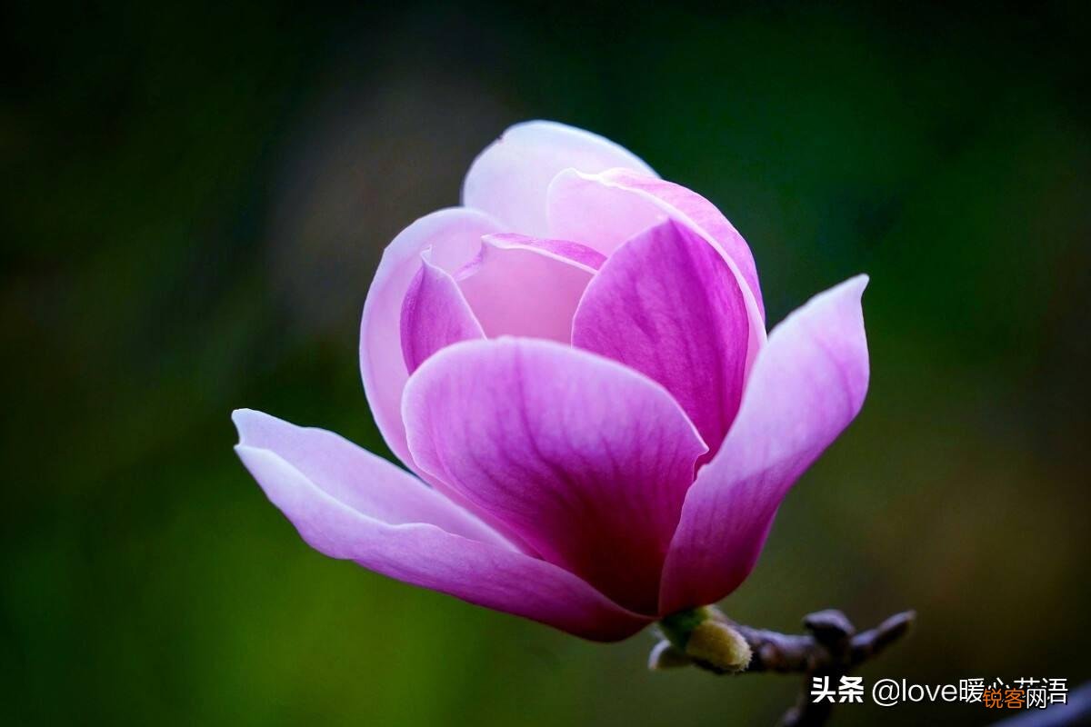 盘点130种紫色的花 你喜欢哪一款呢