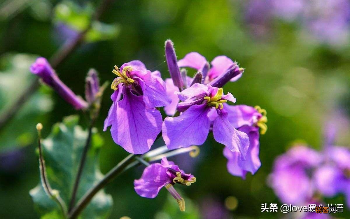 盘点130种紫色的花 你喜欢哪一款呢