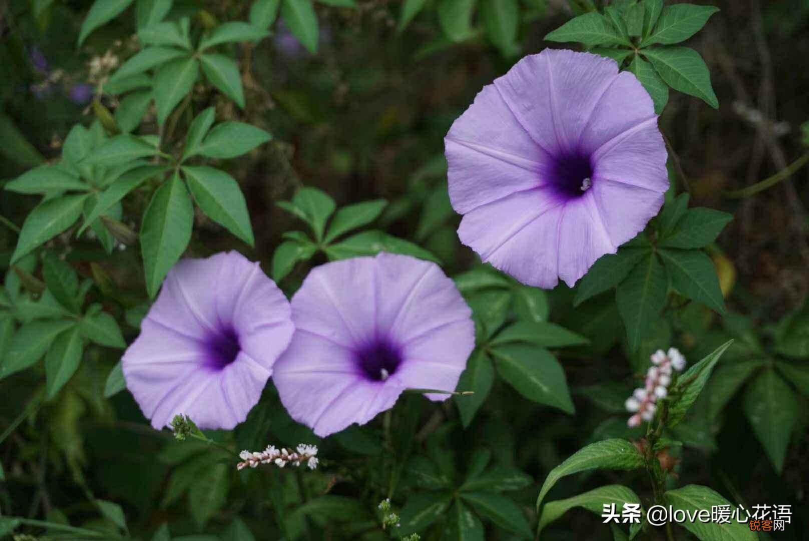 盘点130种紫色的花 你喜欢哪一款呢