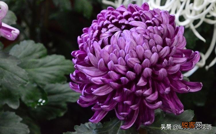 盘点130种紫色的花 你喜欢哪一款呢