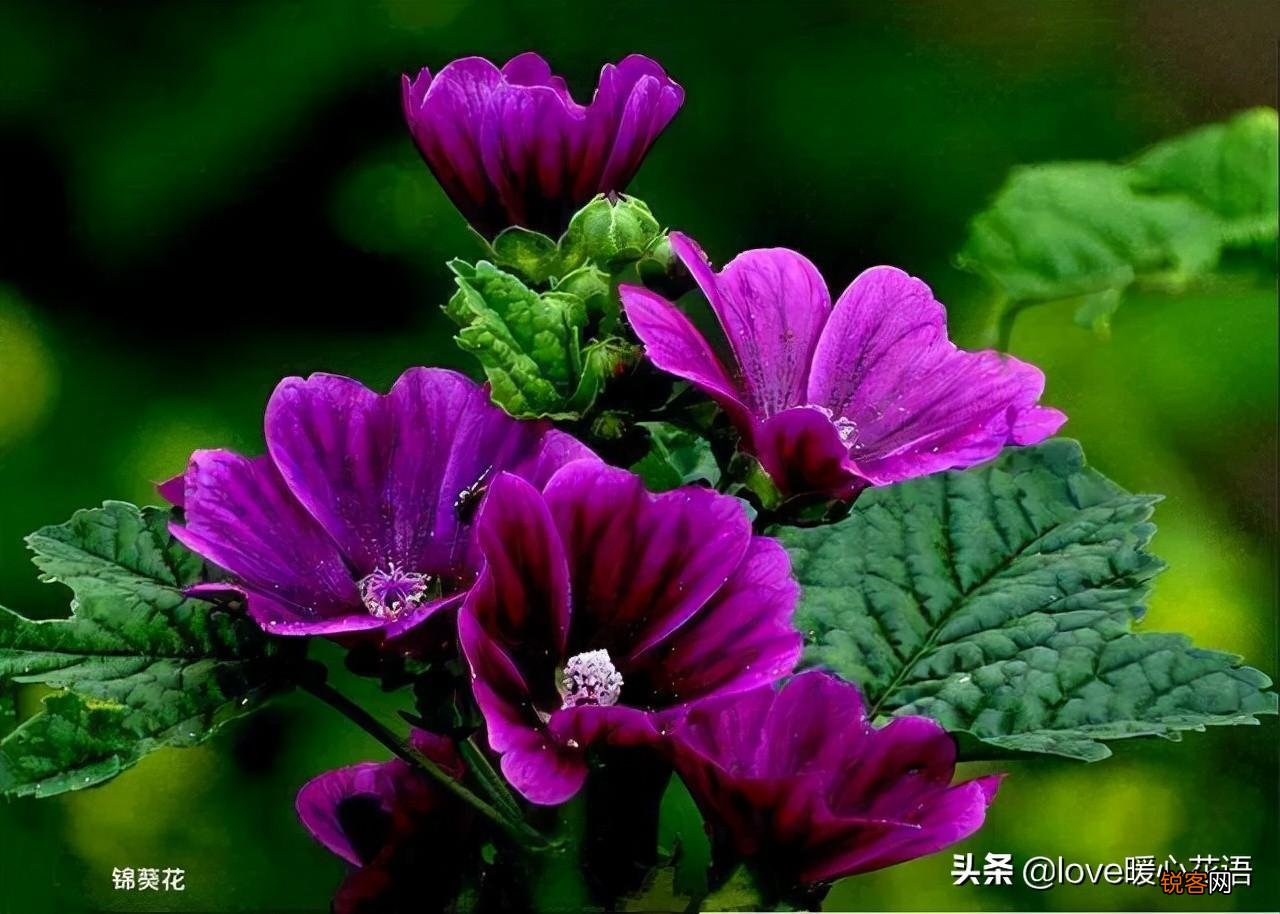 盘点130种紫色的花 你喜欢哪一款呢