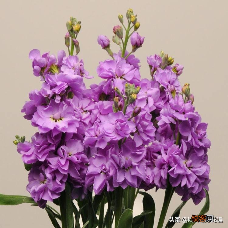 盘点130种紫色的花 你喜欢哪一款呢