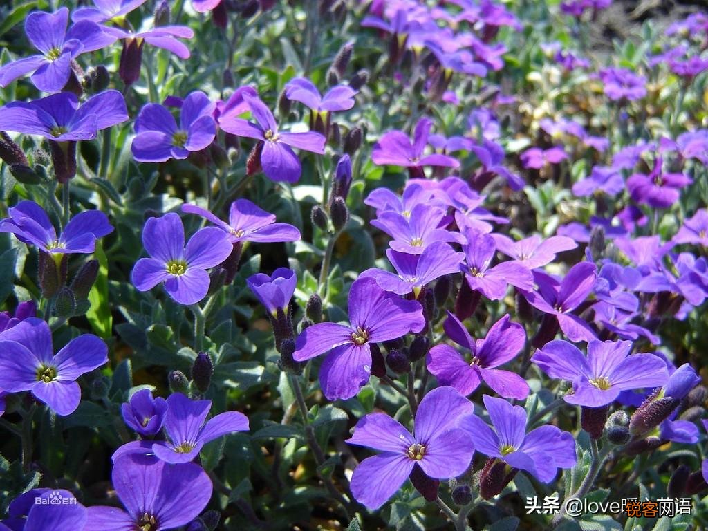 盘点130种紫色的花 你喜欢哪一款呢