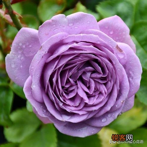 盘点130种紫色的花 你喜欢哪一款呢