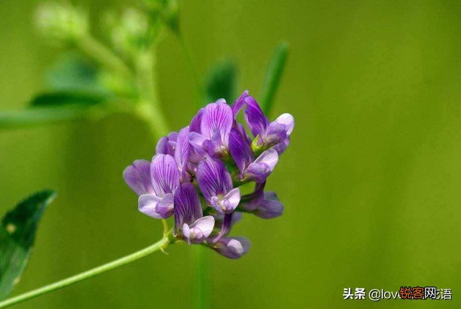 盘点130种紫色的花 你喜欢哪一款呢
