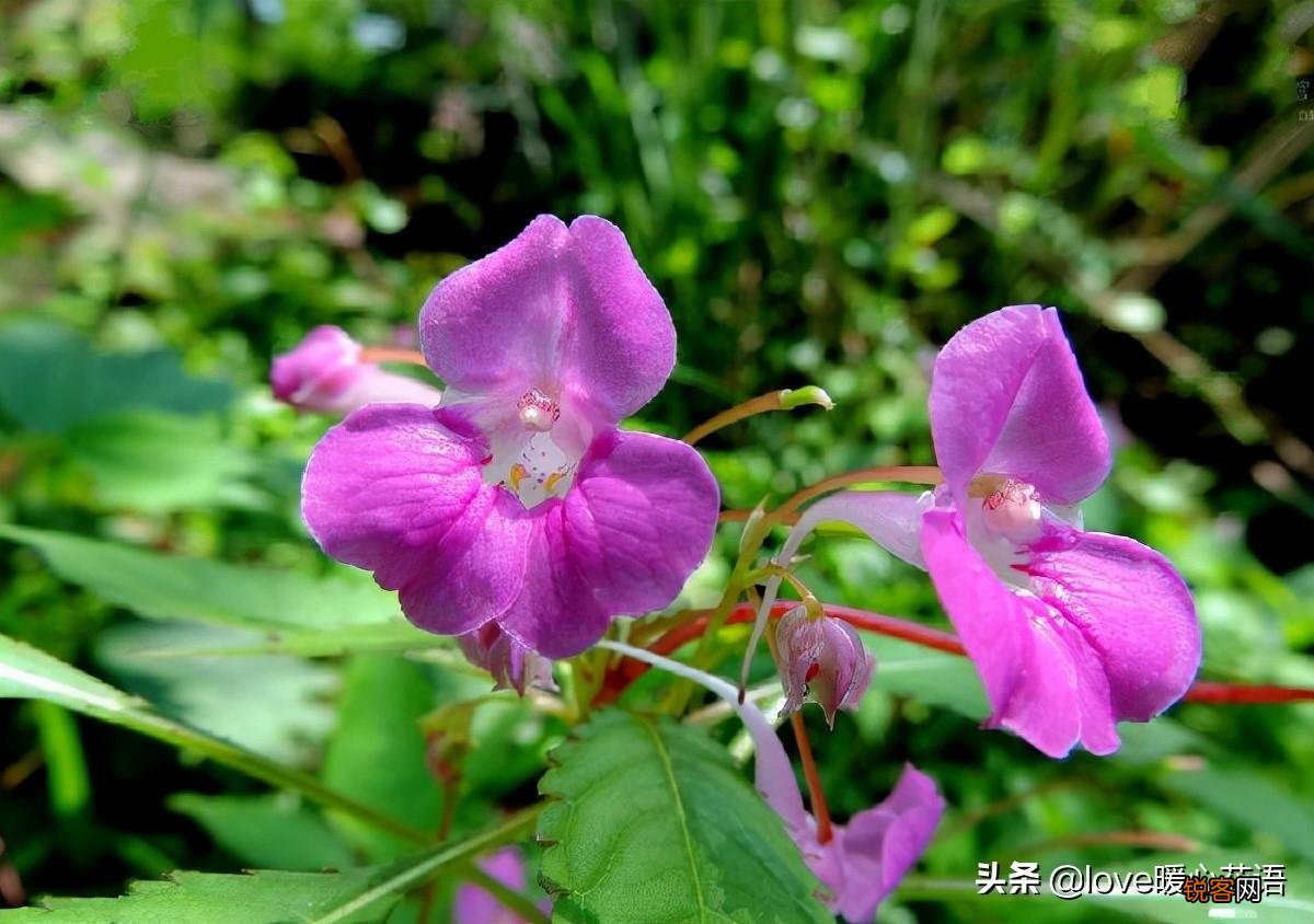 盘点130种紫色的花 你喜欢哪一款呢
