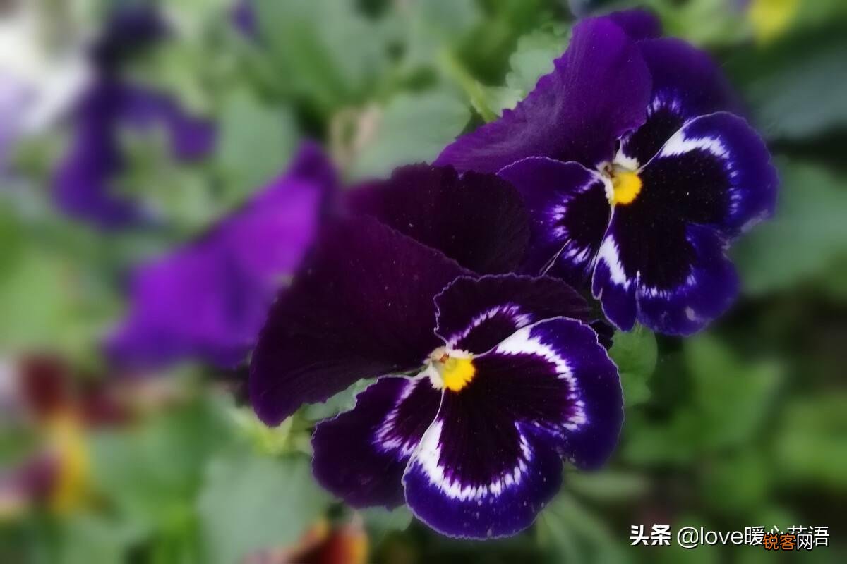 盘点130种紫色的花 你喜欢哪一款呢