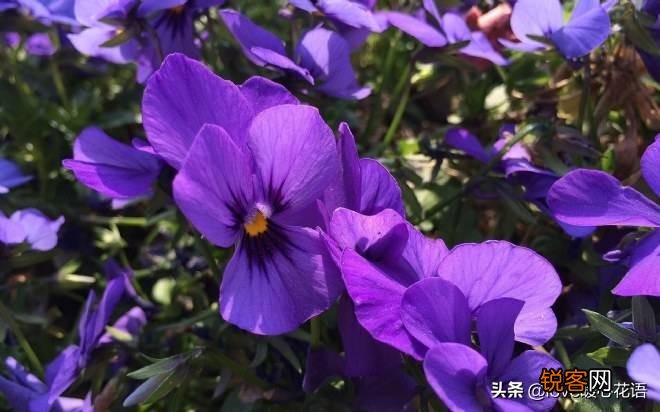 盘点130种紫色的花 你喜欢哪一款呢