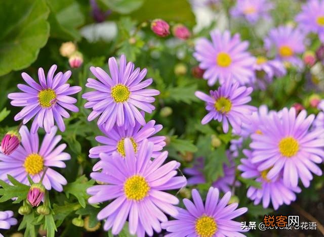 盘点130种紫色的花 你喜欢哪一款呢
