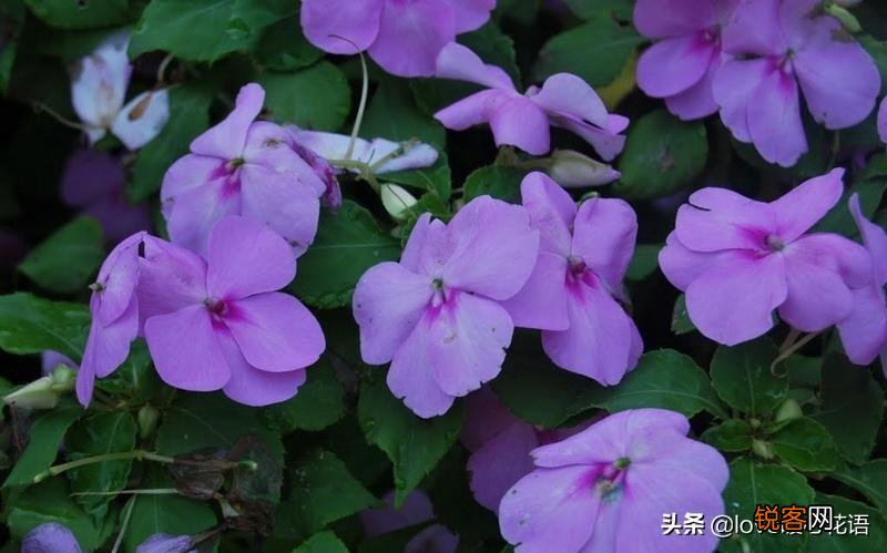 盘点130种紫色的花 你喜欢哪一款呢