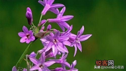盘点130种紫色的花 你喜欢哪一款呢